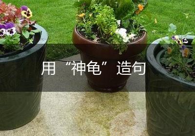 用“神龟”造句