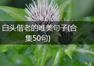白头偕老的唯美句子(合集50句)