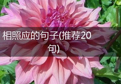 相照应的句子(推荐20句)
