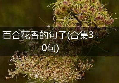 百合花香的句子(合集30句)