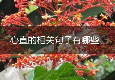 心直的相关句子有哪些