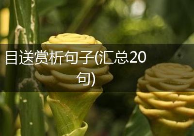 目送赏析句子(汇总20句)