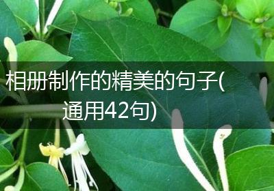 相册制作的精美的句子(通用42句)