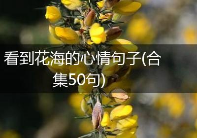 看到花海的心情句子(合集50句)