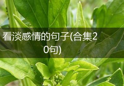 看淡感情的句子(合集20句)