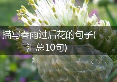 描写春雨过后花的句子(汇总10句)