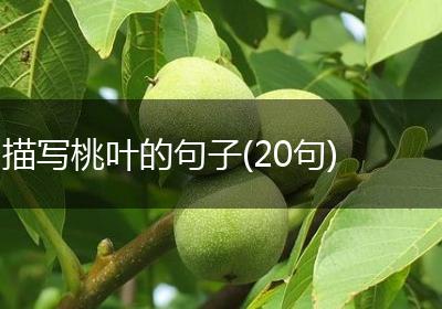 描写桃叶的句子(20句)
