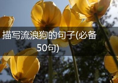 描写流浪狗的句子(必备50句)