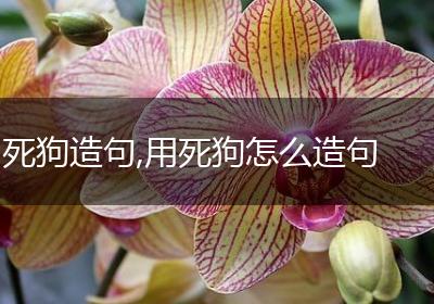 死狗造句,用死狗怎么造句
