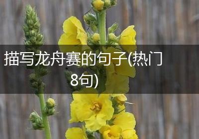 描写龙舟赛的句子(热门8句)