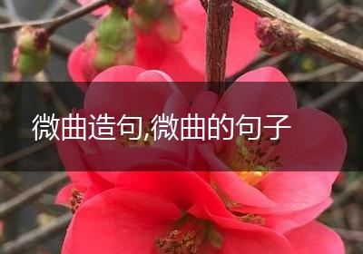 微曲造句,微曲的句子