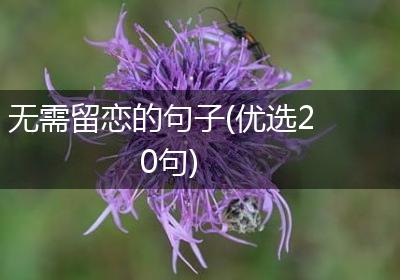 无需留恋的句子(优选20句)