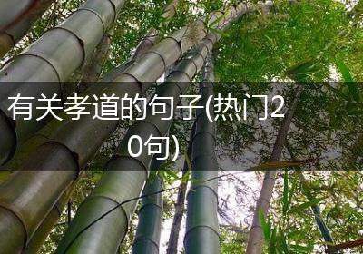 有关孝道的句子(热门20句)
