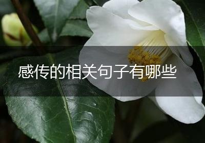 感传的相关句子有哪些