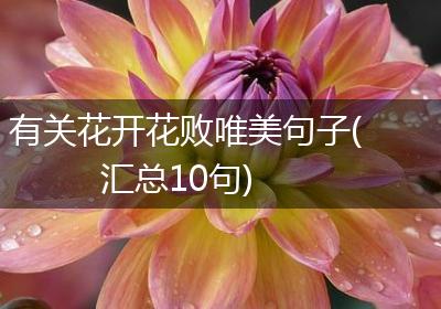 有关花开花败唯美句子(汇总10句)