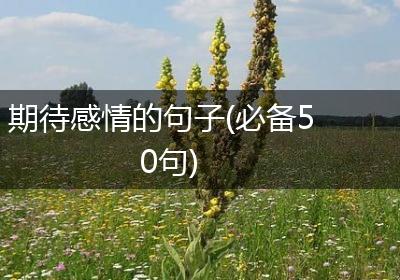 期待感情的句子(必备50句)