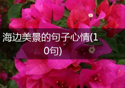 海边美景的句子心情(10句)