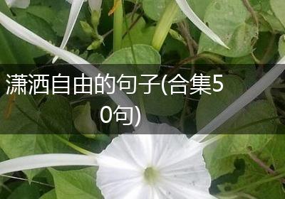 潇洒自由的句子(合集50句)