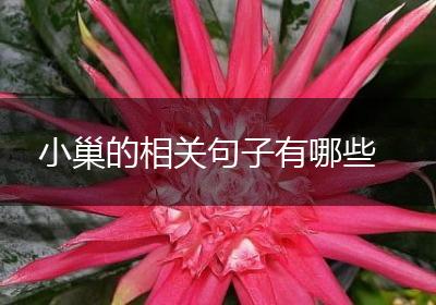 小巢的相关句子有哪些