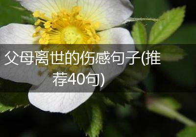 父母离世的伤感句子(推荐40句)