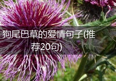 狗尾巴草的爱情句子(推荐20句)