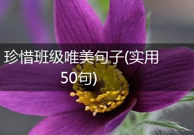 珍惜班级唯美句子(实用50句)