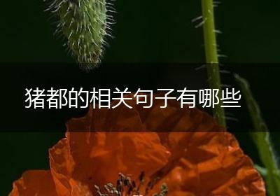 猪都的相关句子有哪些