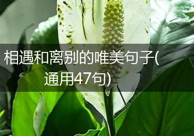 相遇和离别的唯美句子(通用47句)