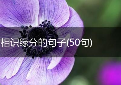 相识缘分的句子(50句)