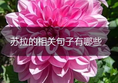 苏拉的相关句子有哪些