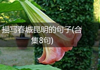 描写春城昆明的句子(合集8句)