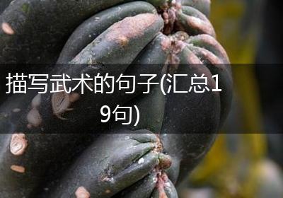 描写武术的句子(汇总19句)