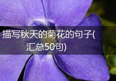 描写秋天的菊花的句子(汇总50句)