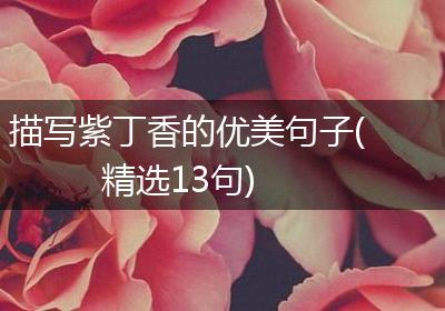 描写紫丁香的优美句子(精选13句)