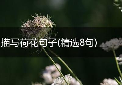 描写荷花句子(精选8句)