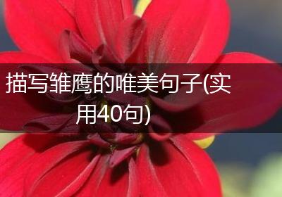 描写雏鹰的唯美句子(实用40句)