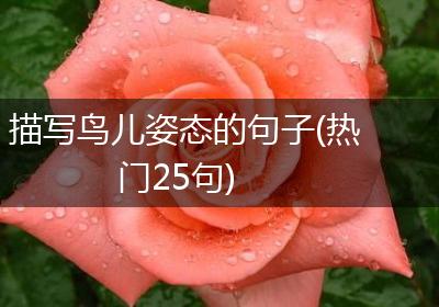 描写鸟儿姿态的句子(热门25句)