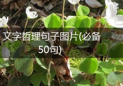 文字哲理句子图片(必备50句)