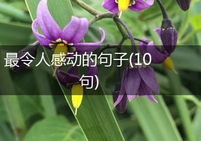最令人感动的句子(10句)