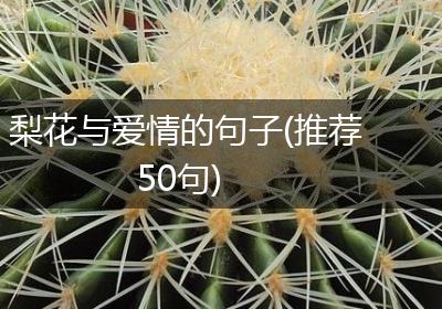梨花与爱情的句子(推荐50句)