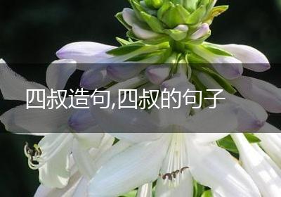 四叔造句,四叔的句子
