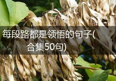 每段路都是领悟的句子(合集50句)