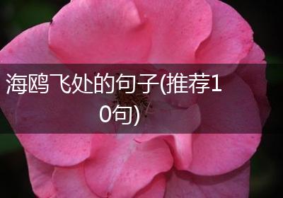 海鸥飞处的句子(推荐10句)