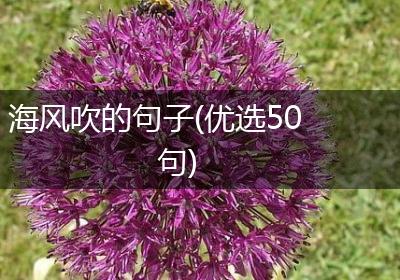 海风吹的句子(优选50句)