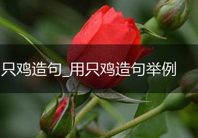 只鸡造句_用只鸡造句举例