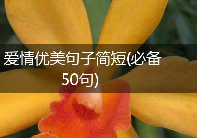 爱情优美句子简短(必备50句)