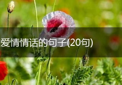 爱情情话的句子(20句)
