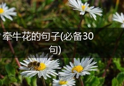 牵牛花的句子(必备30句)