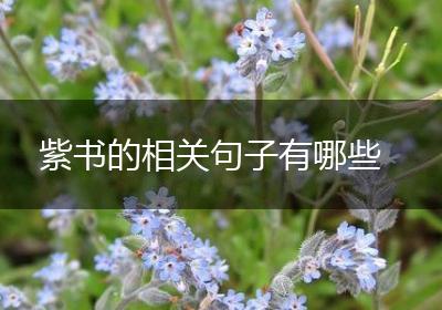 紫书的相关句子有哪些