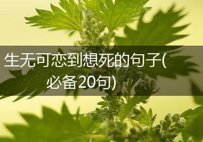 生无可恋到想死的句子(必备20句)